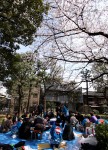 お花見全景　奥にスカイツリー